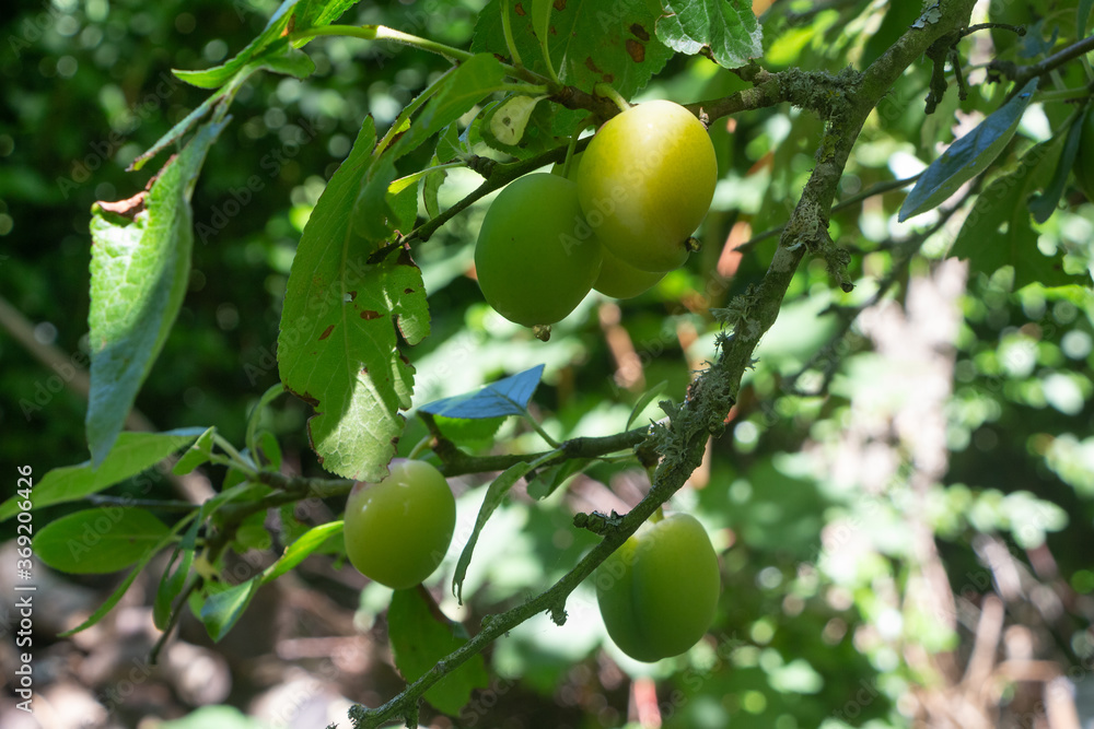 Plums ripening on a plum tree in an orchard