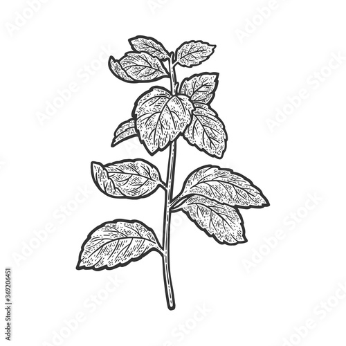 Mint Mentha plant sketch engraving vector illustration. T-shirt apparel print design. Scratch board imitation. Black and white hand drawn image.