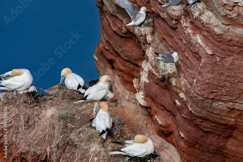 Wallpaper Mural Basstölpel Torontodigital.ca