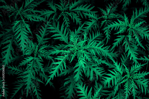 Nettle. Drawing of green plants on a black background.