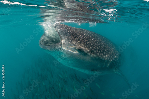 Whale shark feeding on copepods  Sea of Cortez  Baja California  Mexico.