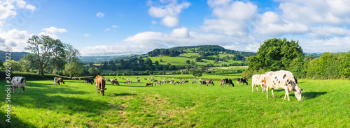 A herd of dairy Holstein cattle grazing in field allong the Wye Valley in the peak District of Derbyshire. Peaktor or Pictor in the background