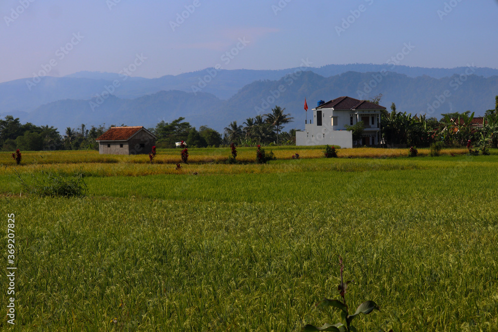 rice field landscape that is still green with a mountain background rice field landscape that is still green with a mountain background