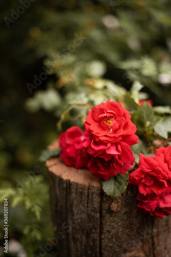 red roses on a tree