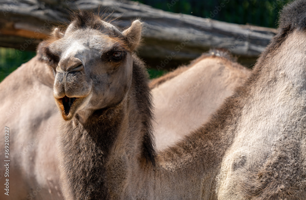 close up view of a resting camel with open mouth
