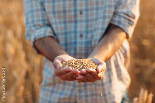 Farmer hands hold ripe wheat seeds after the harvest.