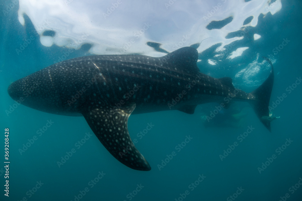 Naklejka premium Whale shark feeding on copepods, Sea of Cortez, Baja California, Mexico.
