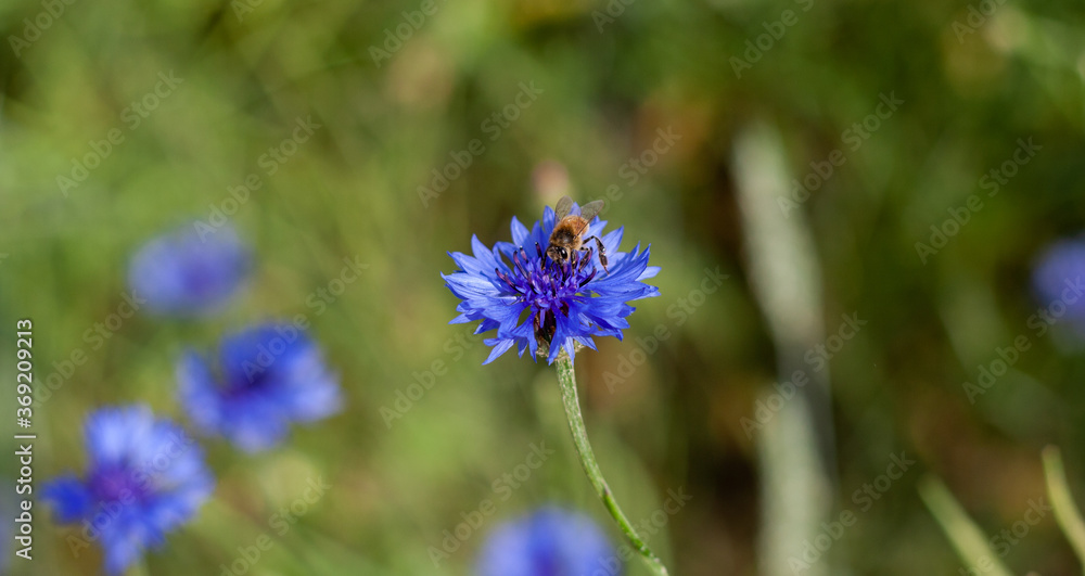 Bee is sitting on cornflower closeup photo with blurred background. Beautiful flower of blue cornflower on green field. Collecting nectar by bees for honey production. Traditional alternative medicine Bee is sitting on cornflower closeup photo with blurred background. Beautiful flower of blue cornflower on green field. Collecting nectar by bees for honey production. Traditional alternative medicine