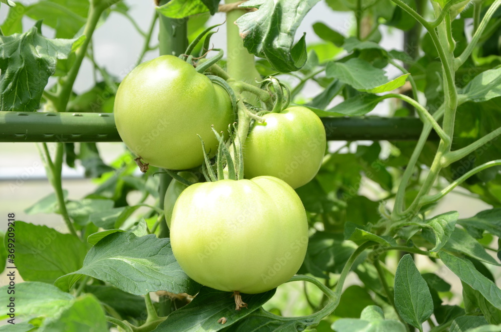 菜園のトマト