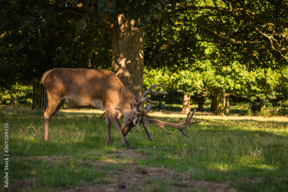 Naklejka premium Amazing deer stag with majesty antlers portrait in the nature