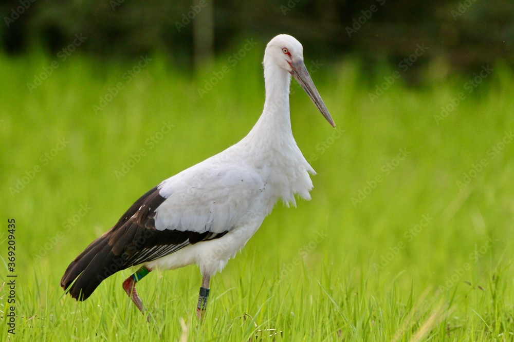 Fototapeta premium コウノトリ