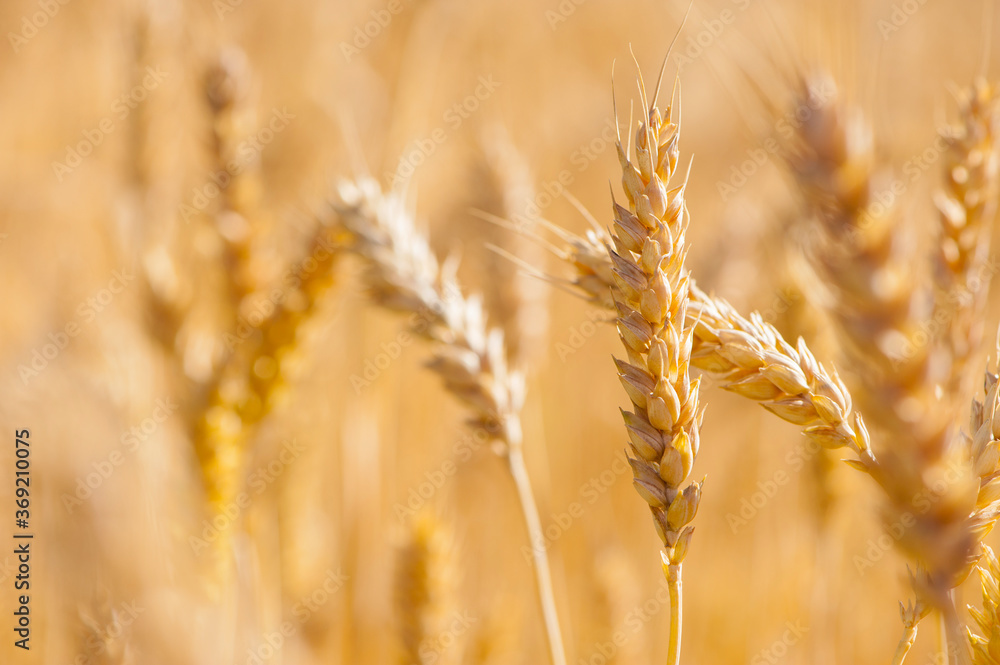 golden spikelets of wheat in the field close up
golden spikelets of wheat in the field close up