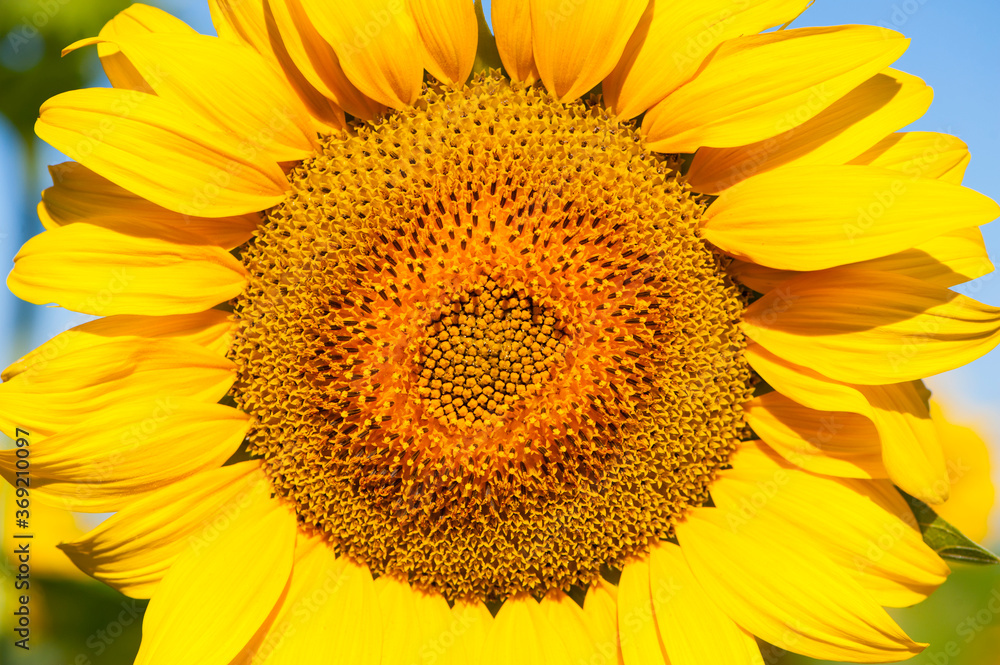 large yellow sunflower for background close up
large yellow sunflower for background close up