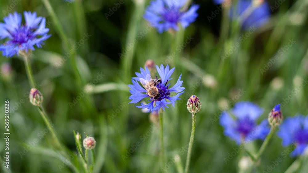 Bee is sitting on cornflower closeup photo with blurred background. Beautiful flower of blue cyanus on green field. Collecting nectar by apis for honey production. Traditional alternative medicine Bee is sitting on cornflower closeup photo with blurred background. Beautiful flower of blue cyanus on green field. Collecting nectar by apis for honey production. Traditional alternative medicine