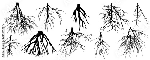 Roots of different trees, set. Rootage. Vector illustration.
