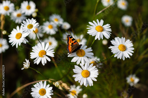 Bright colored beautiful butterfly sits on medicinal chamomile flower. Colorful summer photo with blurred background  closeup  macro shot. Moth and bunch of pharmaceutical daisies on green field.