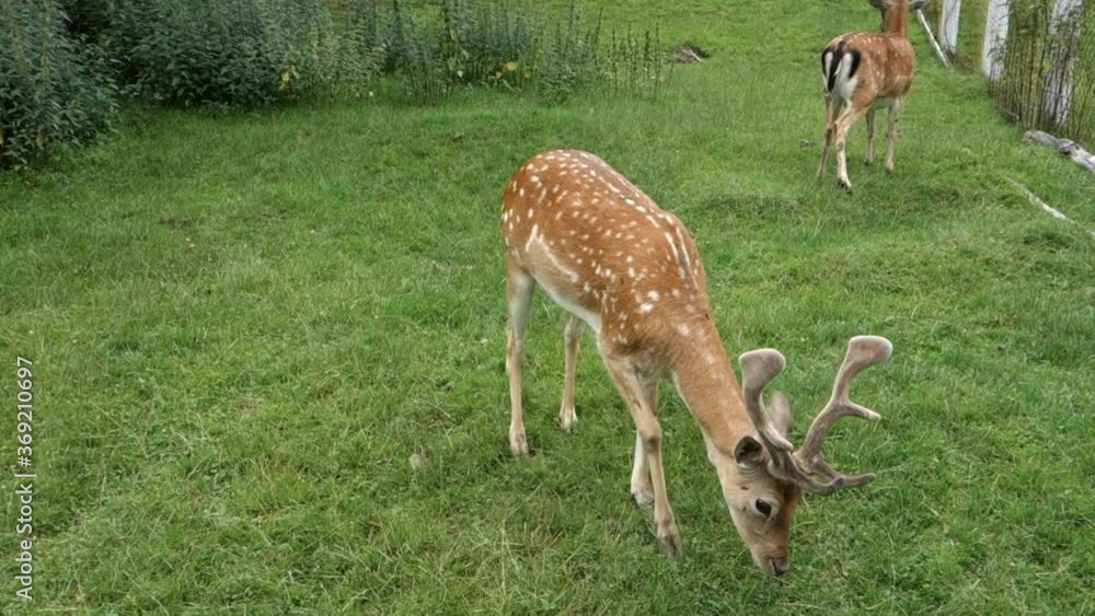Animal dama warns surroundings with antlers that feels threatened and is ready to defend Animal dama warns surroundings with antlers that feels threatened and is ready to defend