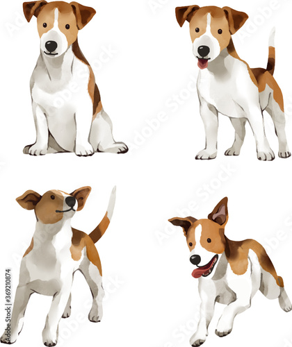 group of dogs