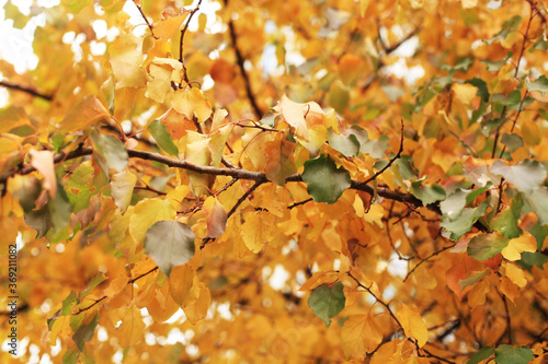 autumn leaves background