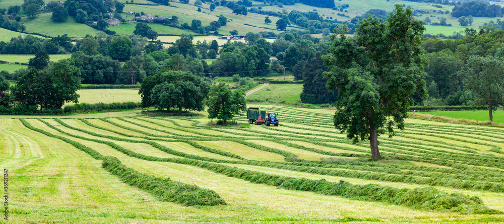 Collecting cut grass for silage, Wye Valley , Peak District , Derbyshire