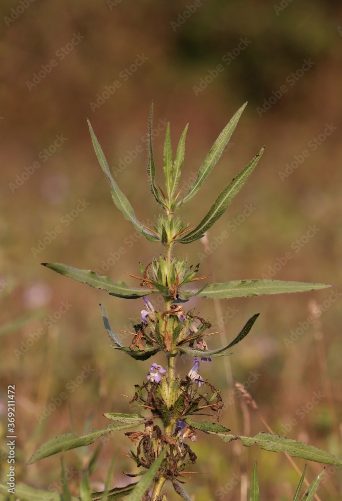 Hygrophila Auriculata Plant with Selective Focus, It is a Medicinal Plant, in Indian known as Gokulakanta or Kokilaksha Hygrophila Auriculata Plant with Selective Focus, It is a Medicinal Plant, in Indian known as Gokulakanta or Kokilaksha