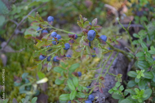 beautiful ripe blueberries in the forest on a Sunny July day