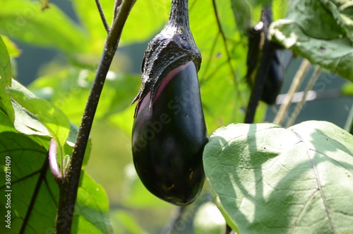 菜園のナス