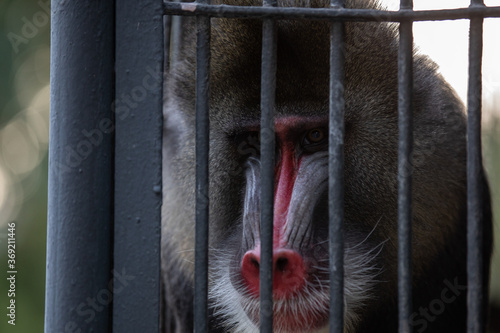 Fototapeta Sad monkey in a cage. 