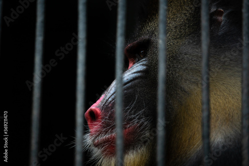 Fototapeta Sad monkey in a cage. 