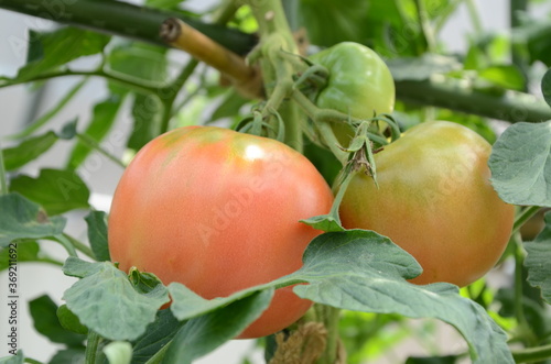菜園のトマト