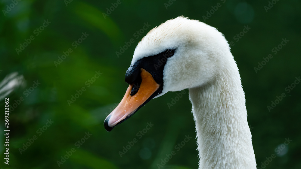 Obraz premium cygnus, bird, weiß, schnabel, wasser, natur, kopf, tier, see, schön, wild lebende tiere,