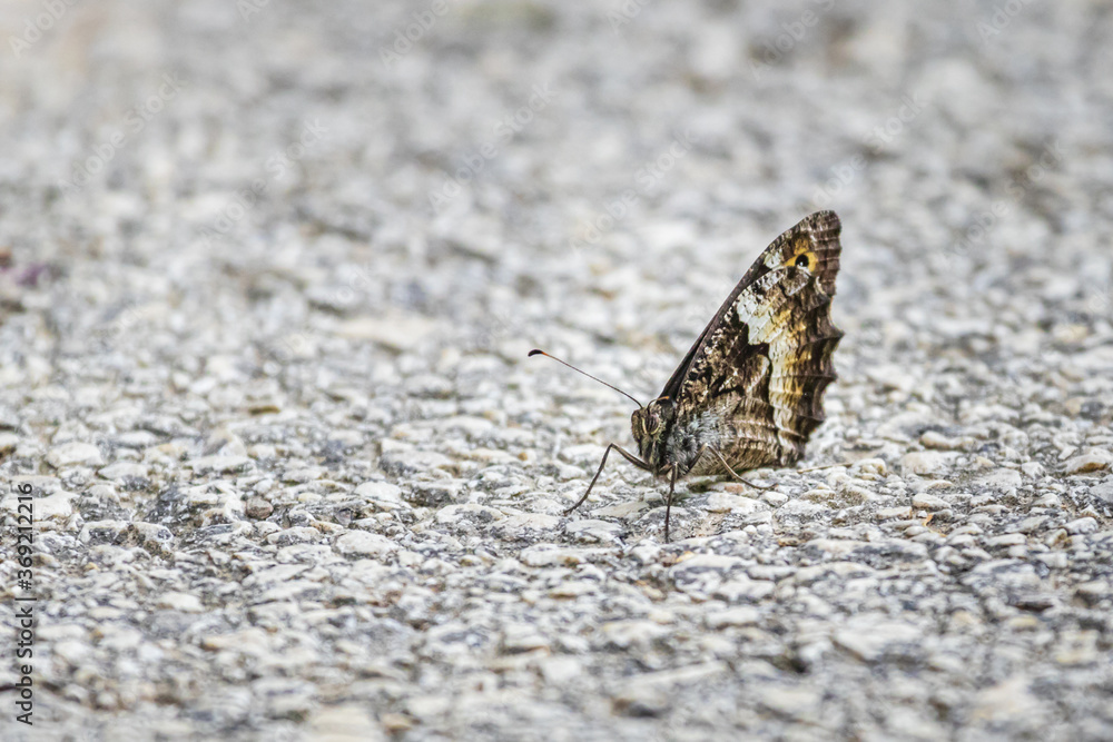 Grayling or Rock Grayling (Hipparchia semele) Grayling or Rock Grayling (Hipparchia semele)
