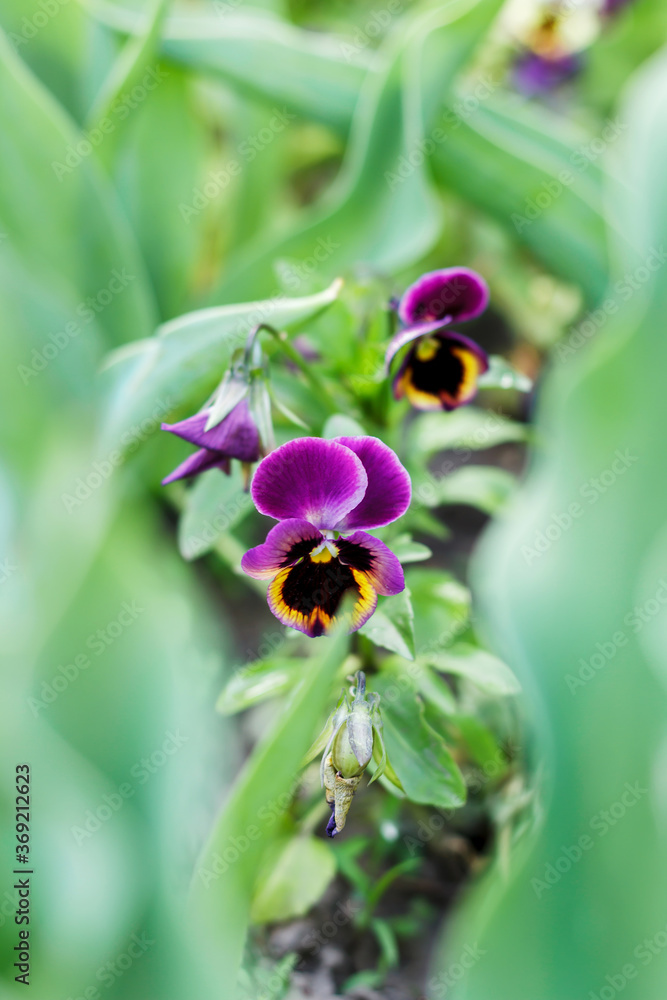 Violet Wittrock close-up, macro. Garden flowers, a kind of violet. Beautiful flowers for the garden. Blooming spring flowers of purple color. Violet Wittrock close-up, macro. Garden flowers, a kind of violet. Beautiful flowers for the garden. Blooming spring flowers of purple color.