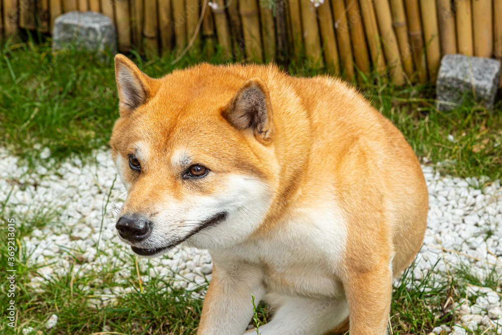Shiba Inu male dog sitting and scratching himself. Shiba Inu male dog sitting and scratching himself.
