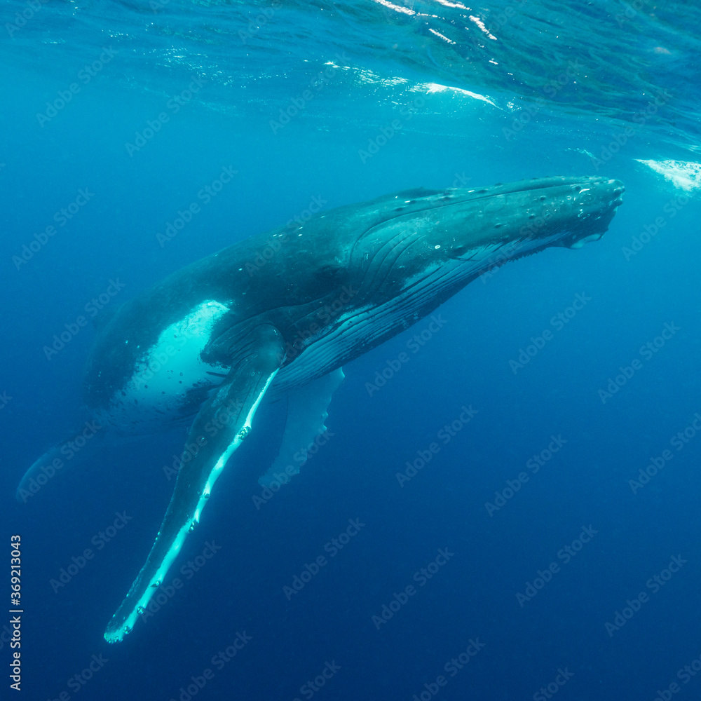 Fototapeta premium Humpback whale, Pacific Ocean, Kingdom of Tonga.