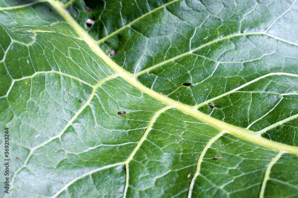 Close up view of a fresh green leaf Close up view of a fresh green leaf