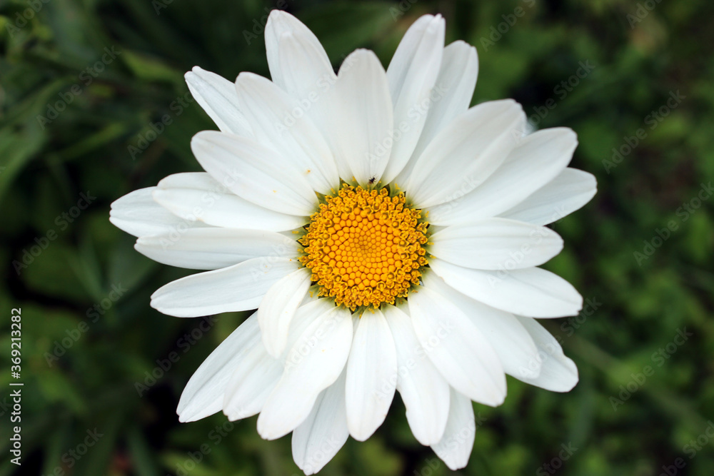 Fototapeta premium Closeup solo blooming marguerite 