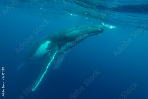 Humpback whale  Pacific Ocean  Kingdom of Tonga.