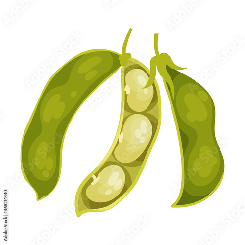 Grain Legume or Pulse Crop with Pod and Beans Vector Illustration