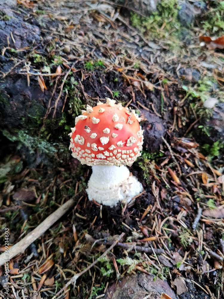 red fly agaric on the ground, Berchtesgaden, Germany red fly agaric on the ground, Berchtesgaden, Germany