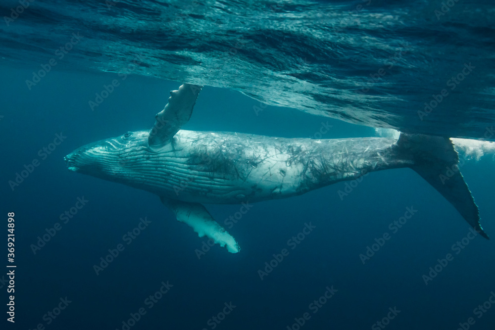Fototapeta premium Humpback whale calf playing at the surface, Pacific Ocean, Kingdom of Tonga.