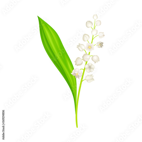 Lily of the Valley with Pendent Bell-shaped White Flowers Vector Illustration
