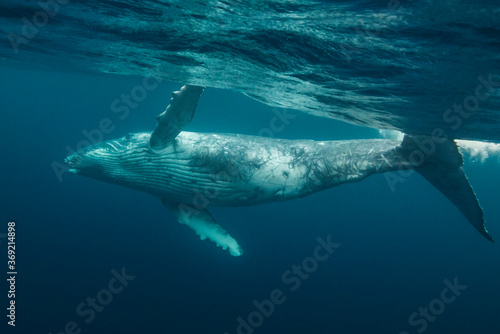 Humpback whale calf playing at the surface, Pacific Ocean, Kingdom of Tonga.