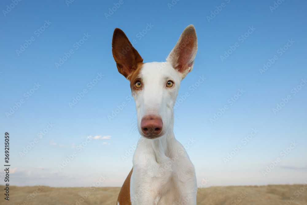 dog portrait, wide angle, funny face. Graceful Ibizan greyhound on a sky background. Pet in nature. 