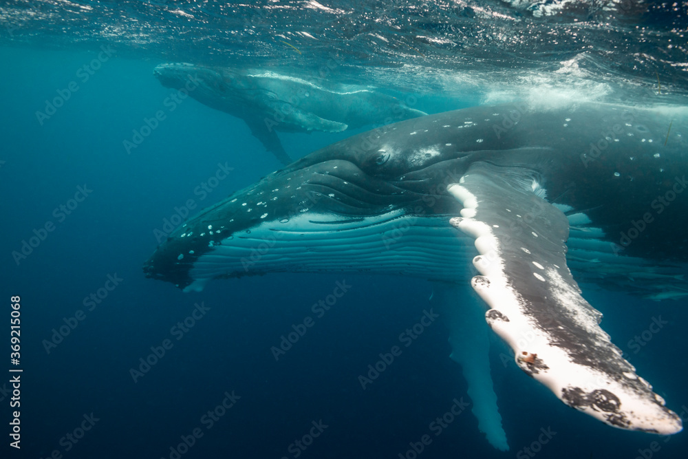 Fototapeta premium Humpback whale and her young calf, Pacific Ocean, Kingdom of Tonga.