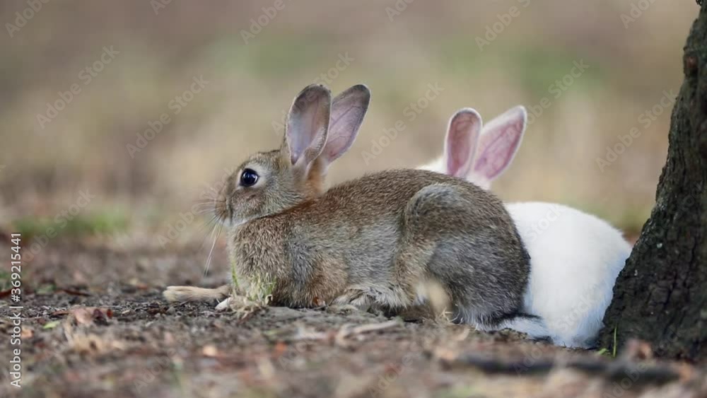 Two wild young rabbits, European rabbits (Oryctolagus cuniculus) or coney are resting under a tree in the forest. Animals in their natural habitat Two wild young rabbits, European rabbits (Oryctolagus cuniculus) or coney are resting under a tree in the forest. Animals in their natural habitat