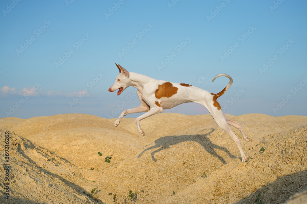 dog jumps through the sand dunes. Graceful Ibizan greyhound on a sky background. Pet in nature. 