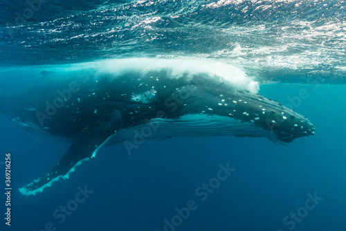 Humpback whale exhaling, Pacific Ocean, Kingdom of Tonga. © wildestanimal
