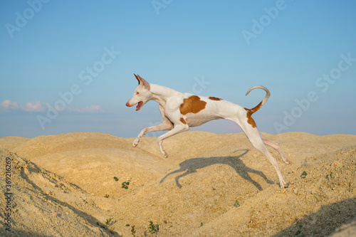 dog jumps through the sand dunes. Graceful Ibizan greyhound on a sky background. Pet in nature. 