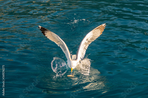 One huge white seagull with outstretched wings is catching food on the surface in the waters of Mediterranean Sea  Greece.